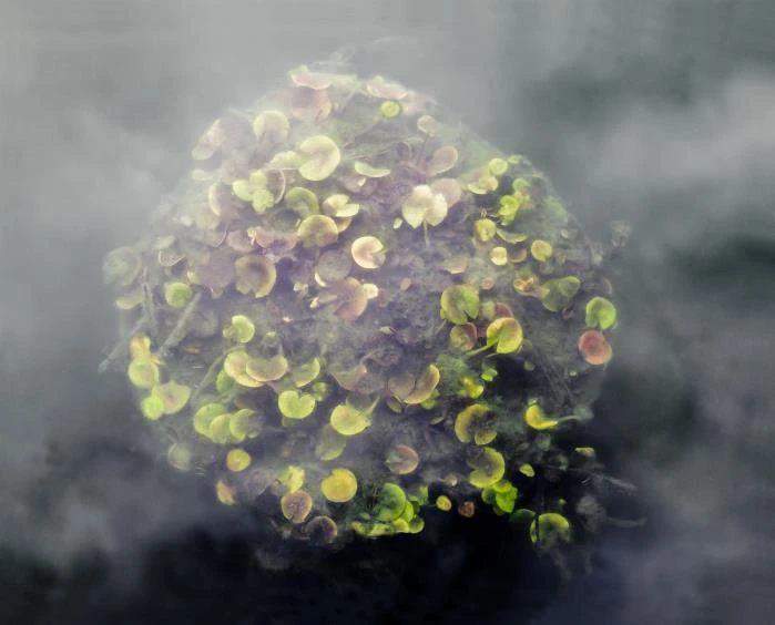 謝素梅，《池塘》，2015，彩色噴墨印刷。©Su-Mei Tse-圖片